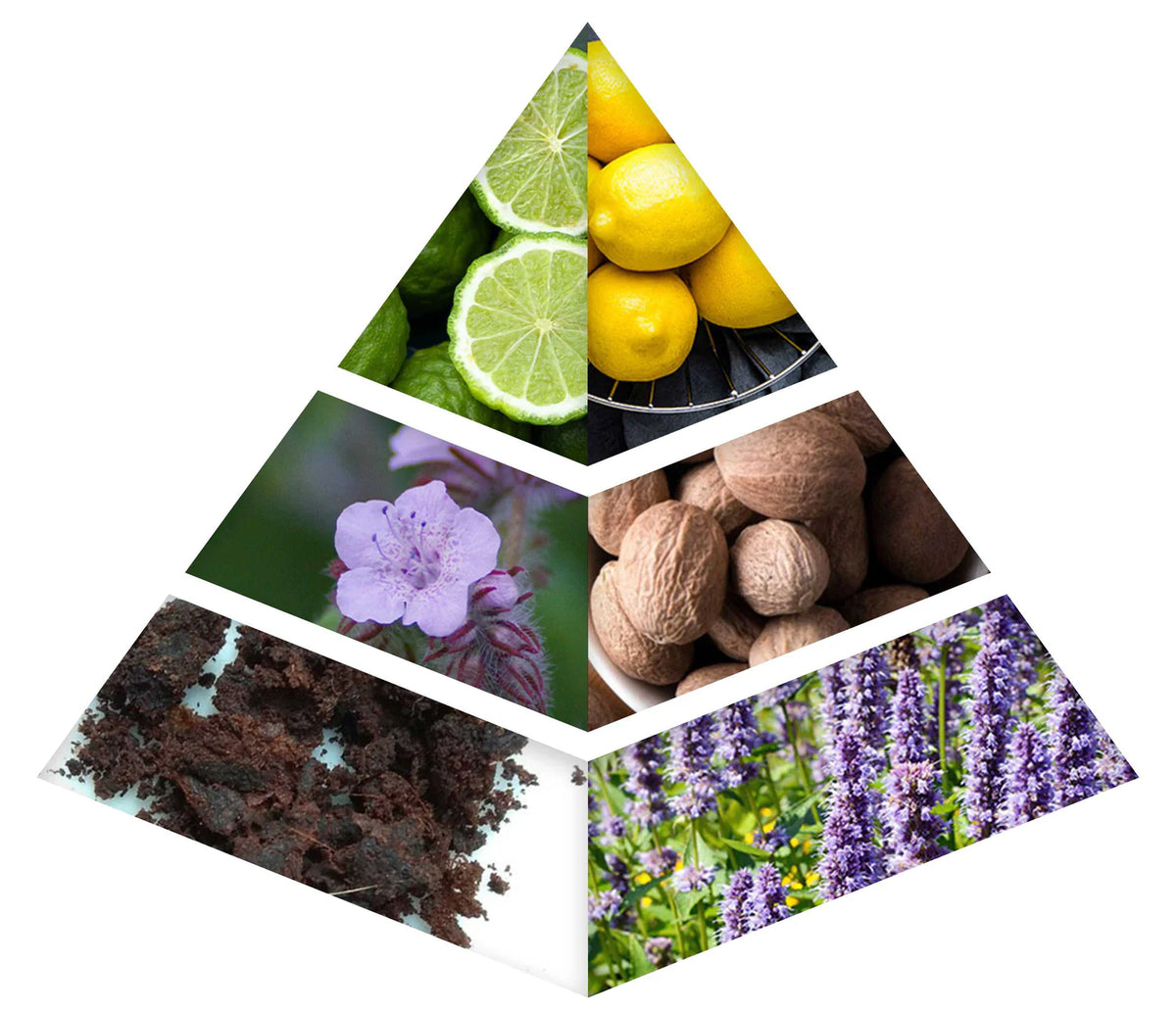 Fragrance Notes
